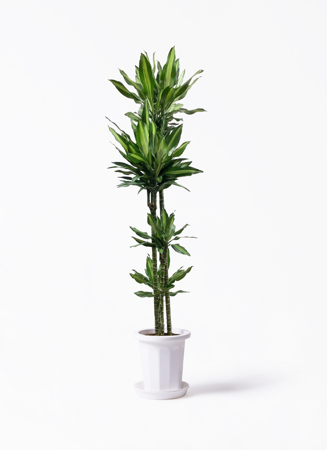 観葉植物 ドラセナ ジュレ 10号 ノーマルアートストーン ラウンド
