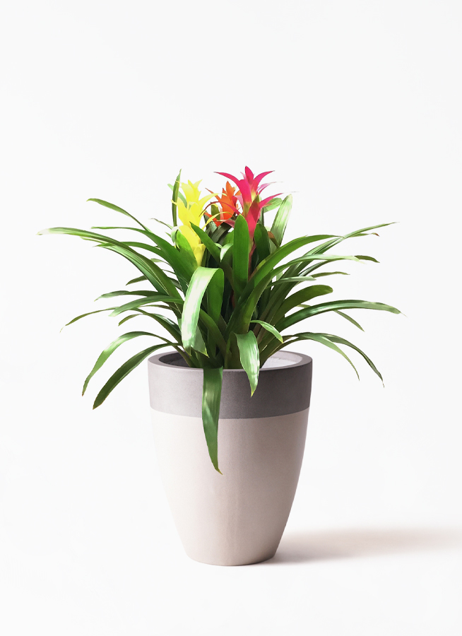 観葉植物 グズマニア 7号 3色ミックス ファイバーストーン カプリ サンディホワイト 付き 観葉植物ならhitohana ひとはな