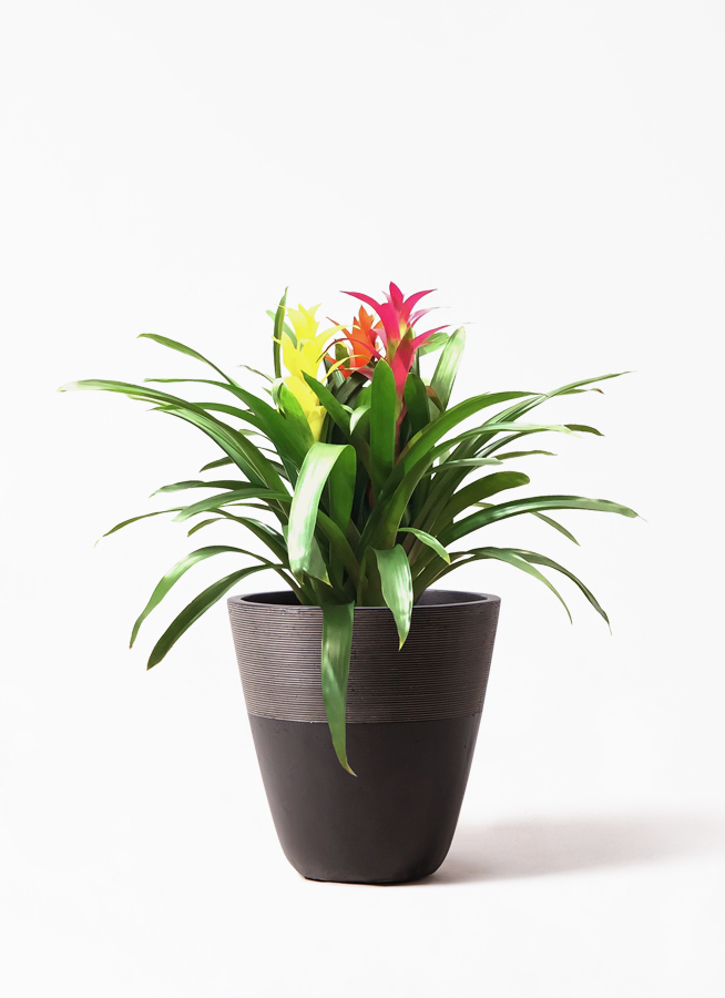 観葉植物 グズマニア 7号 3色ミックス ジュピター 黒 付き 観葉植物ならhitohana ひとはな
