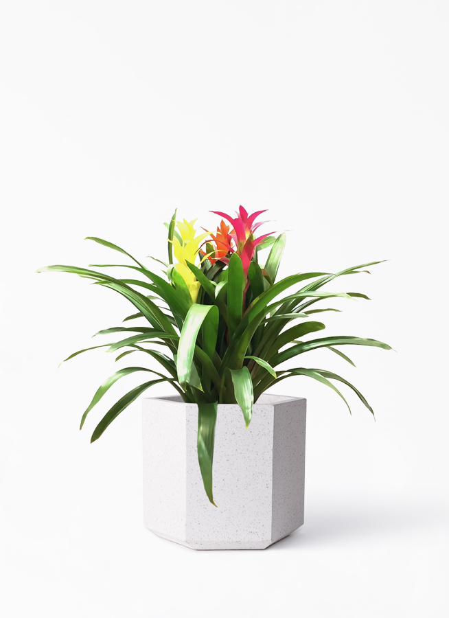 観葉植物 グズマニア 7号 3色ミックス コーテス ヘックス ホワイトテラゾ 付き 観葉植物ならhitohana ひとはな