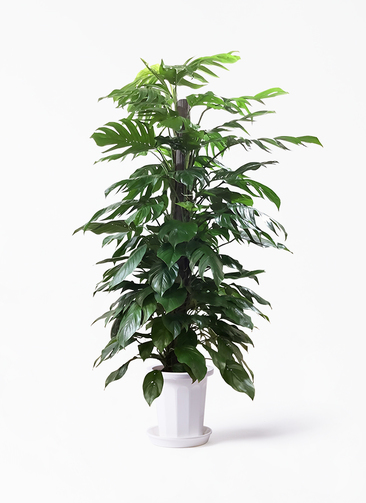 人工観葉植物 U-17132 黒色 黒・ブラックの鉢カバー付きの観葉植物 | HitoHana（ひとはな）