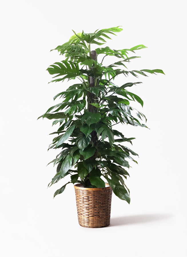 観葉植物 マングーカズラ 10号 木柱 プラスチック鉢 | 観葉植物