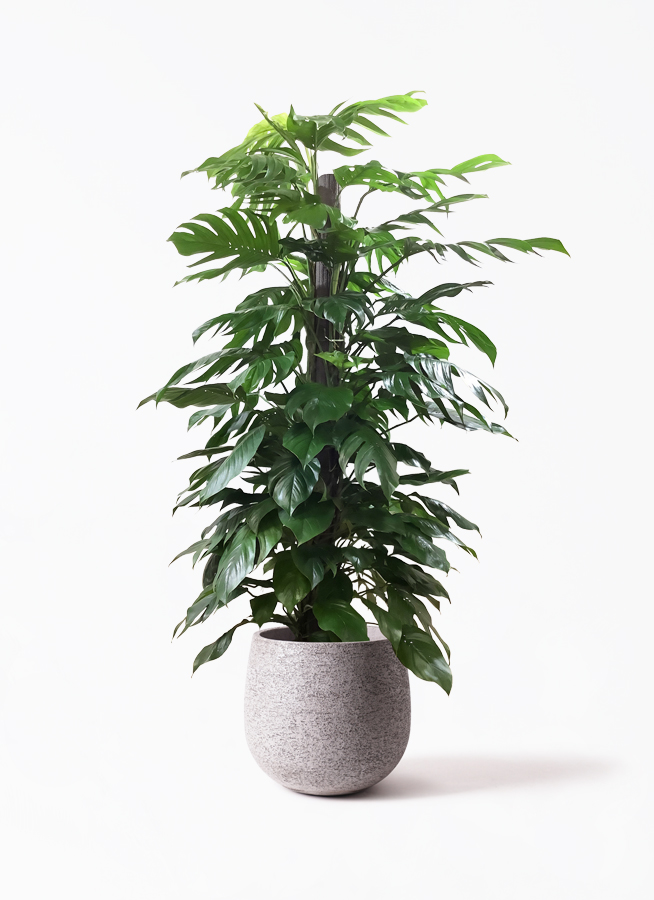 その他観葉植物 3104 観葉植物 マングーカズラ 10号 木柱 ウッドプランター 付き | 観葉植物