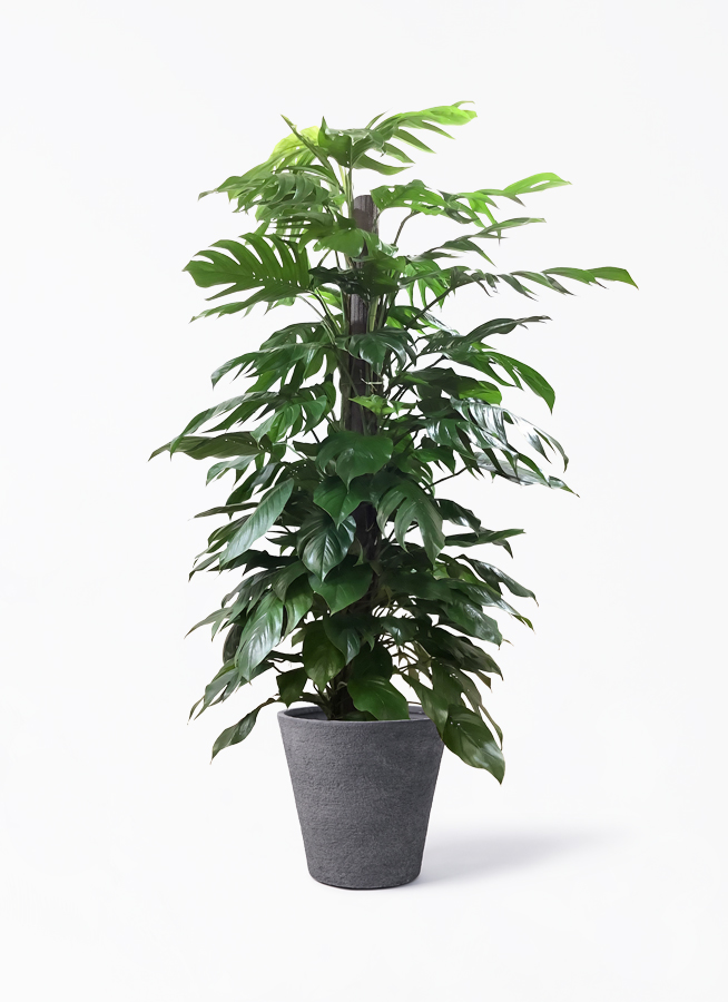 値下げ❗️木　ラピスラズリ　マクラメ　屋久杉 値下げ❗️木 ラピスラズリ マクラメ 屋久杉