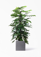 【植物らばー】 観葉植物 マングーカズラ 10号 木柱 Eco Stone（エコストーン