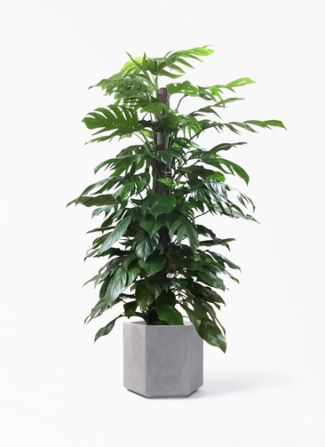 2x Ph. Caramel Marble.+ M. White Monster その他観葉植物