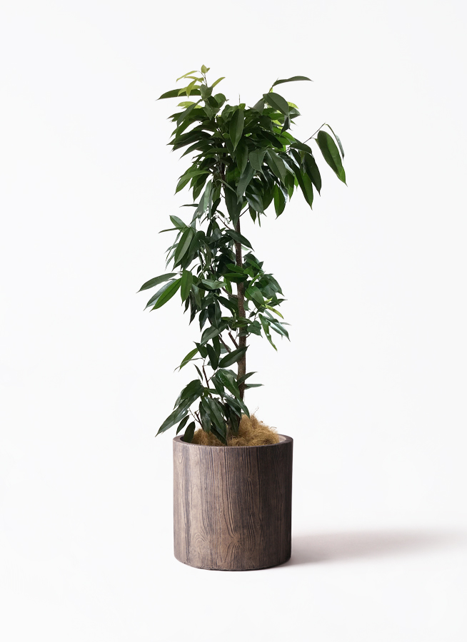 観葉植物 フィカス アムステルダム 10号 ノーマル プラスチック