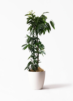 観葉植物 フィカス アムステルダムキング 10号 ノーマル エステリ