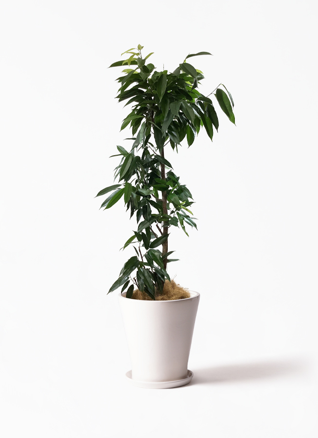 観葉植物 フィカス アムステルダム 10号 サブリナ 白 付き 観葉植物ならhitohana ひとはな