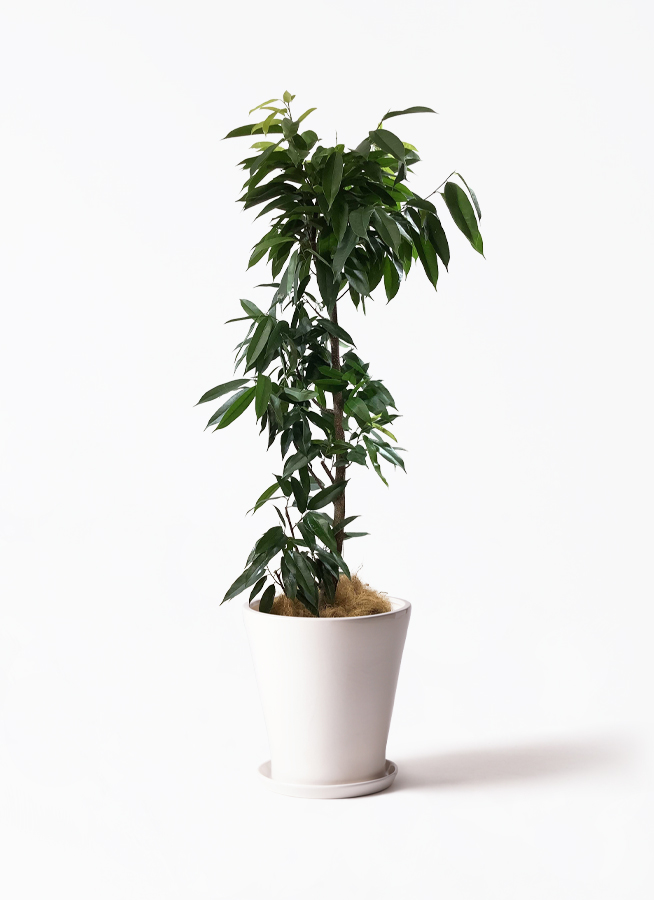 観葉植物 フィカス アムステルダム 10号 ノーマル プラスチック鉢