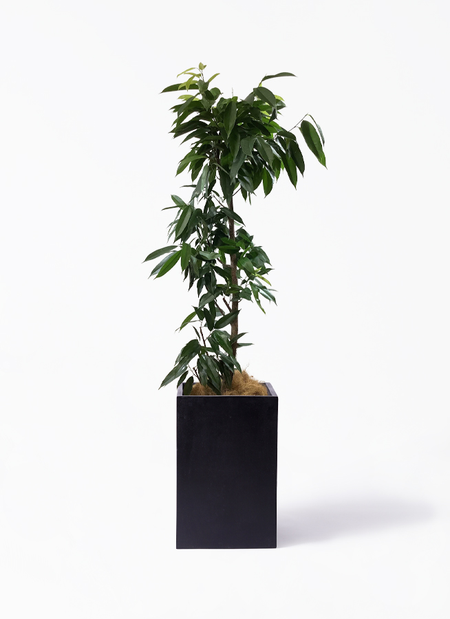 【segodon】フィカス・アムステルダムキング✨ ficus-amsterdam-king-12_1.jpg?
