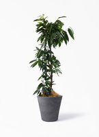 フィカス アムステルダムキング　曲がり　 観葉植物 フィカス アムステルダムキング☆曲がり☆観葉植物☆ アートフラワー