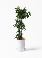 ficus-amsterdam-king-1_1.jpg?