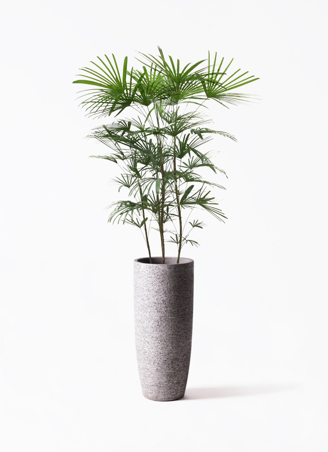 観葉植物 ウンナンシュロチク 8号 リブラ モノ ブラウン 付き