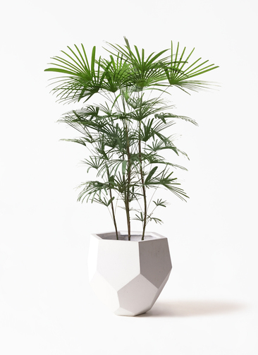 シュロチク　棕櫚竹　8号鉢　3 観葉植物 観葉植物 シュロチク（棕櫚竹） 8号 ルーガ アンティコ アルト