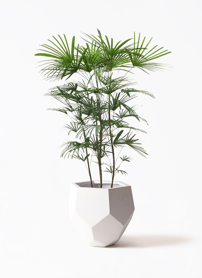 【現品】棕櫚竹（シュロチク）　8号　白鉢（1） 楽天市場】棕櫚竹 シュロチク 8号 ファイバーセメント鉢カバー付