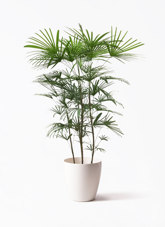 ウンナンシュロチク | 観葉植物通販HitoHana(ひとはな)