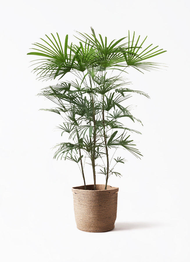 No.80 シュロチク　棕櫚竹　H120 No. 38 シュロチク 棕櫚竹 H120 【公式通販】