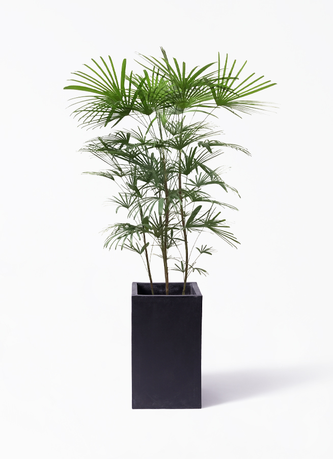 ウンナンシュロチク | 観葉植物通販HitoHana(ひとはな)