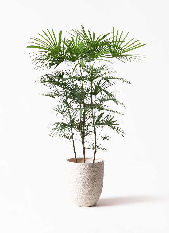 観葉植物 ウンナンシュロチク 8号 ビアスアルトエッグ 白 付き 観葉植物ならhitohana ひとはな