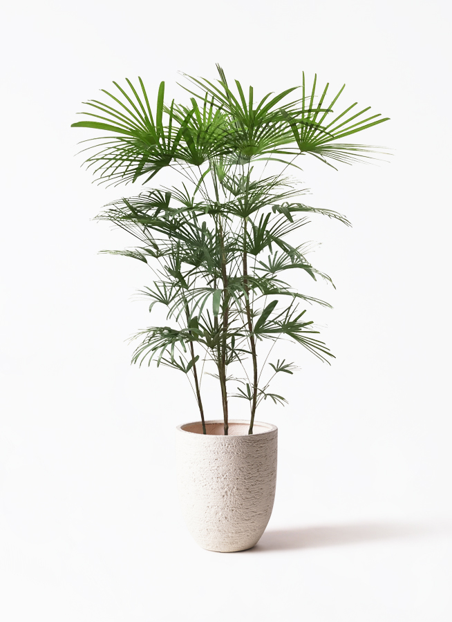 ウンナンシュロチク | 観葉植物通販HitoHana(ひとはな)