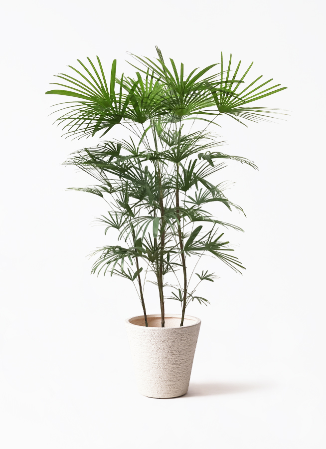ウンナンシュロチク | 観葉植物通販HitoHana(ひとはな)