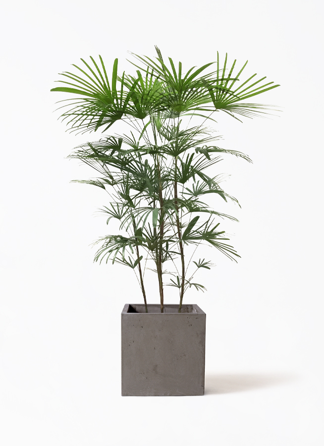 観葉植物 ウンナンシュロチク 8号 コンカー キューブ 灰 付き | 観葉 
