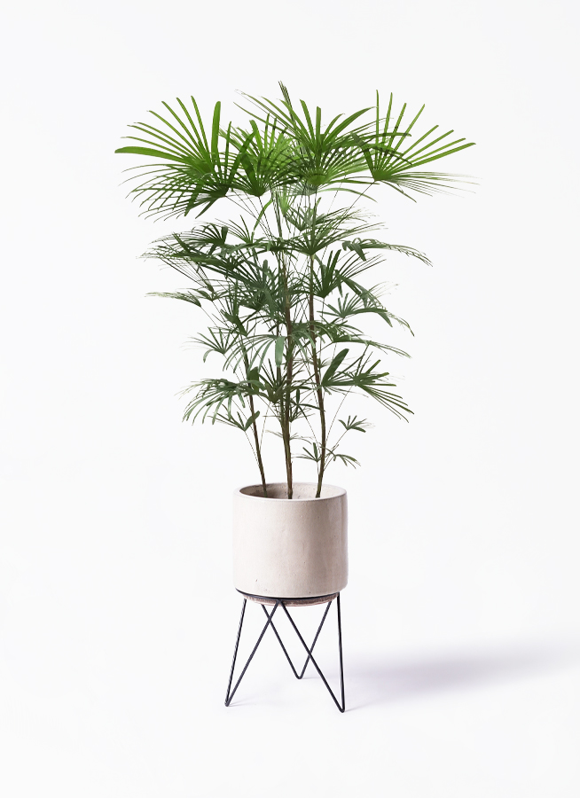 ウンナンシュロチク | 観葉植物通販HitoHana(ひとはな)