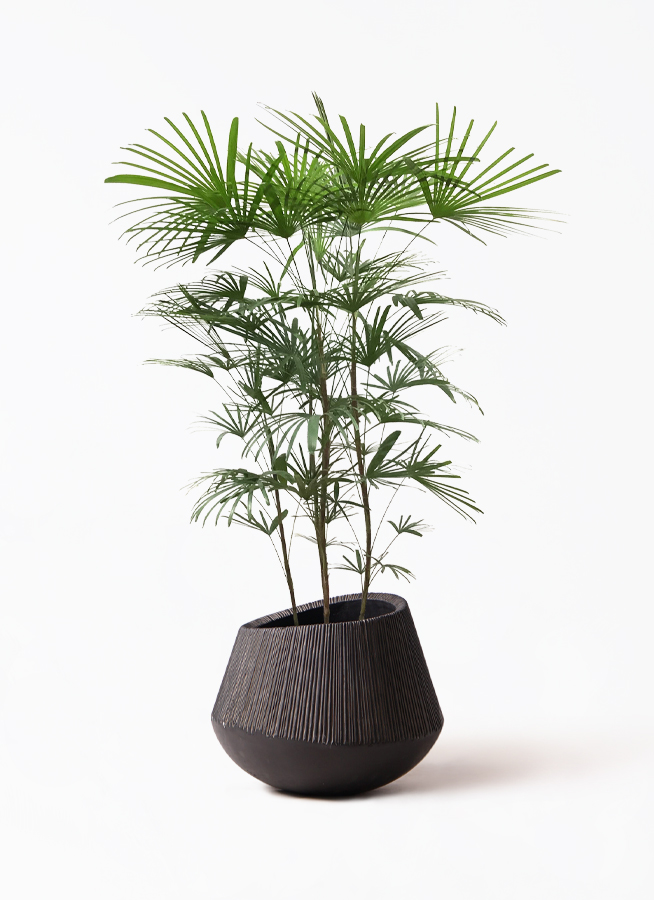 雲南シュロチク 棕櫚竹 大型 150㎝ ❗ 9号鉢 綺麗な樹形❗最優良株