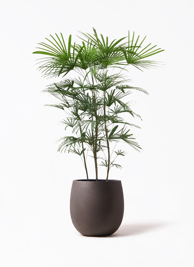 ウンナンシュロチク | 観葉植物通販HitoHana(ひとはな)