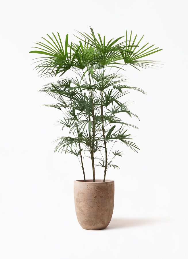 観葉植物 ウンナンシュロチク 8号 ルーガ アンティコ アルトエッグ 付き 観葉植物ならhitohana ひとはな