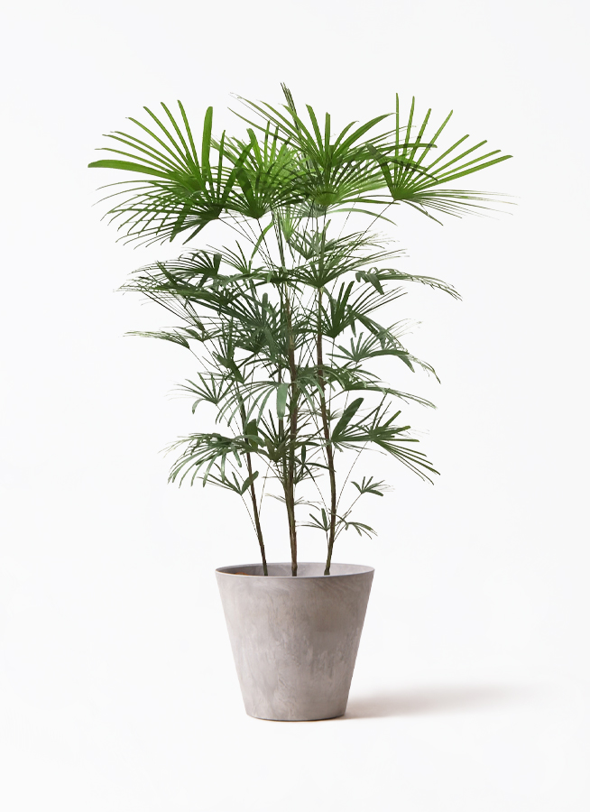 ウンナンシュロチク | 観葉植物通販HitoHana(ひとはな)