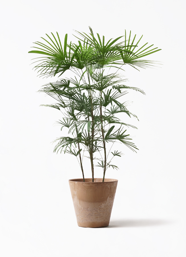 ウンナンシュロチク | 観葉植物通販HitoHana(ひとはな)