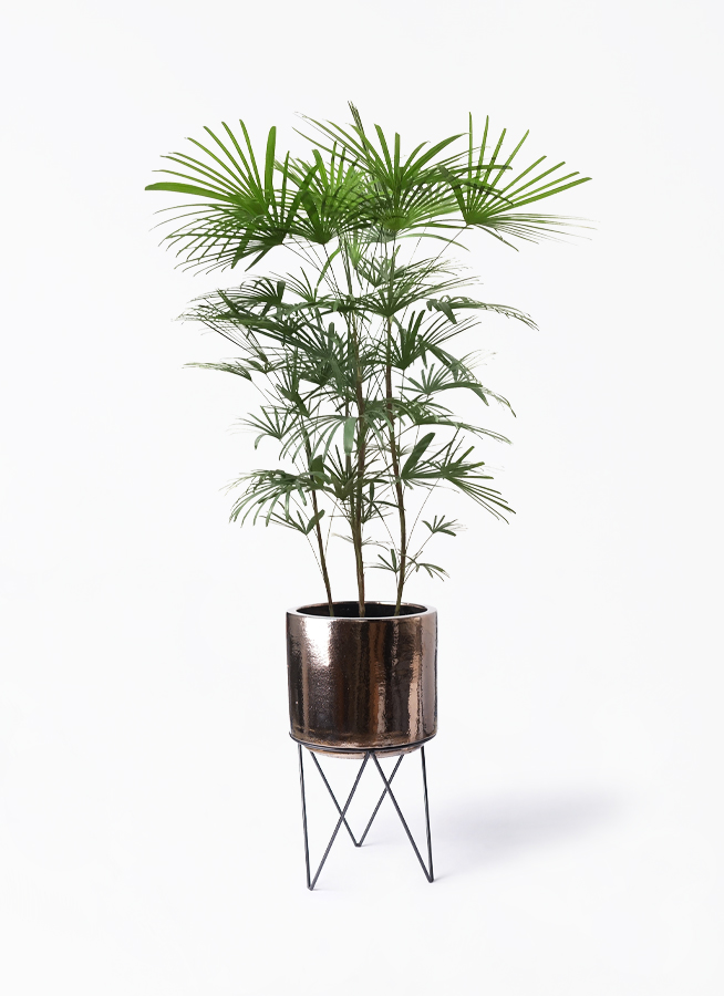 ウンナンシュロチク | 観葉植物通販HitoHana(ひとはな)