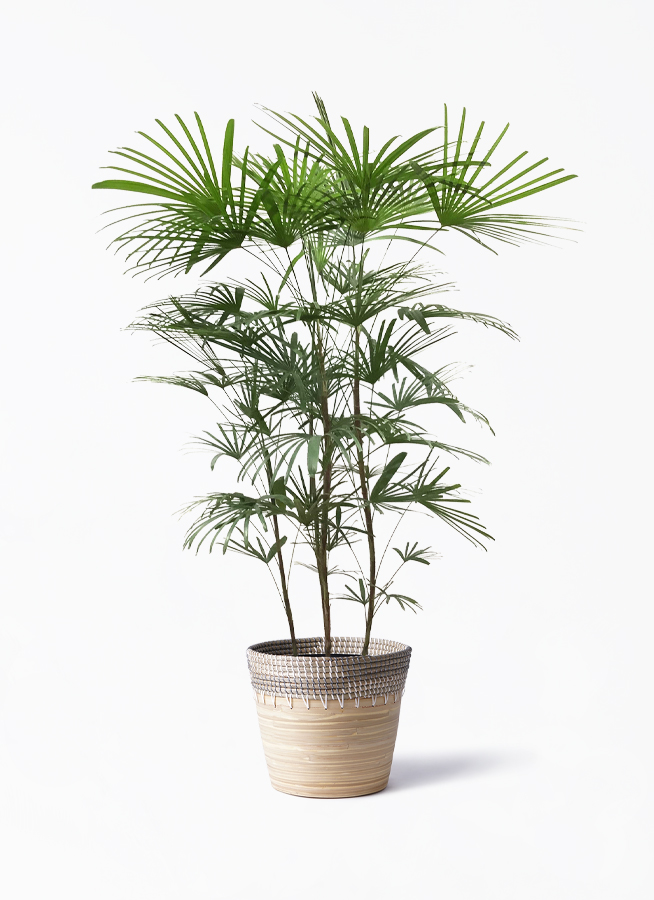 シュロチク 8号 | 観葉植物 | 送料無料でお届け - Hitohana（ひとはな）