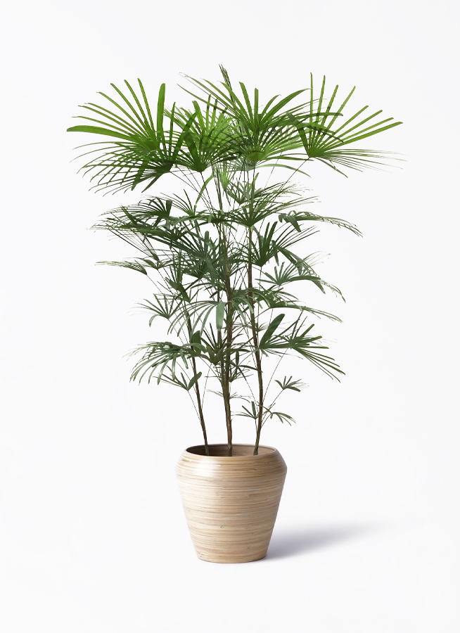 雲南シュロチク 棕櫚竹 大型 150㎝ ❗ 9号鉢 綺麗な樹形❗最優良株 雲南シュロチク 棕櫚竹 大型 150㎝ ❗ 9号鉢 綺麗な樹形❗