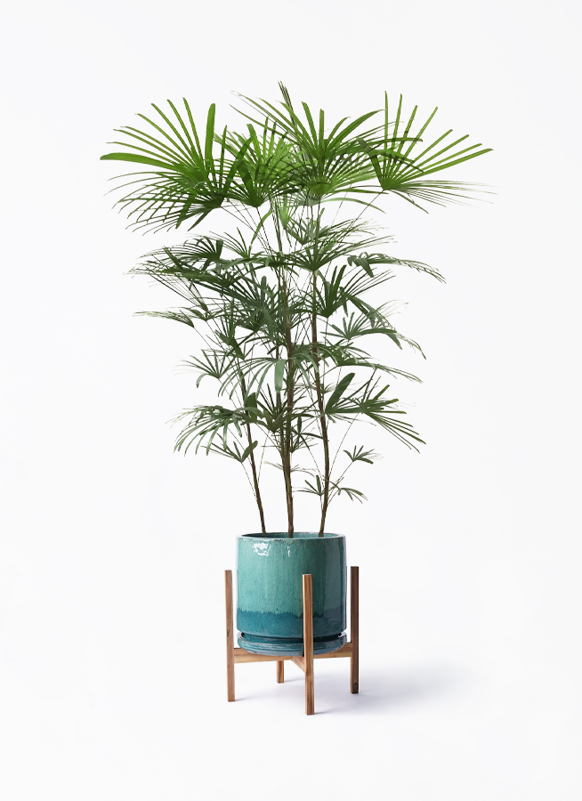 ウンナンシュロチク | 観葉植物通販HitoHana(ひとはな)