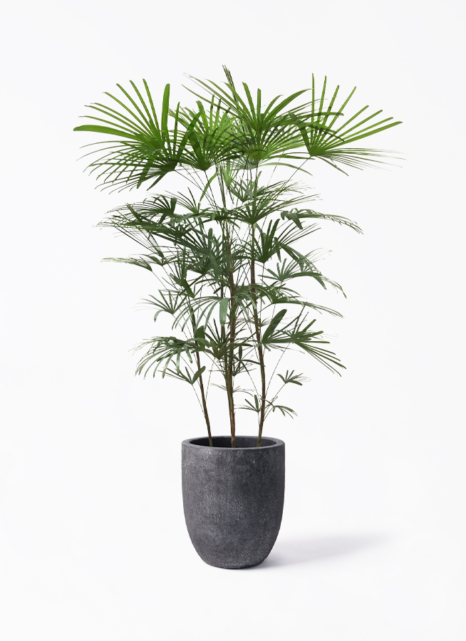 ウンナンシュロチク | 観葉植物通販HitoHana(ひとはな)