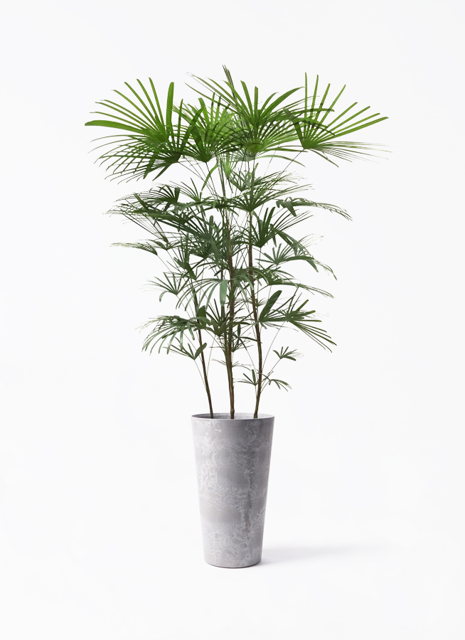 ウンナンシュロチク | 観葉植物通販HitoHana(ひとはな)