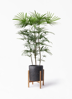 syurotiku-293_1.jpg?1628395667