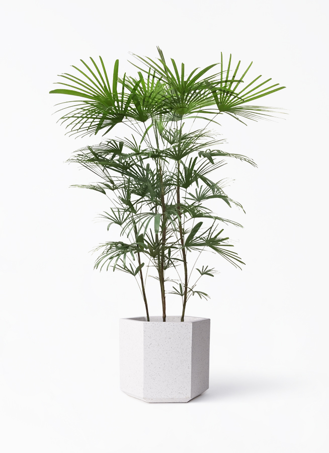 ウンナンシュロチク | 観葉植物通販HitoHana(ひとはな)