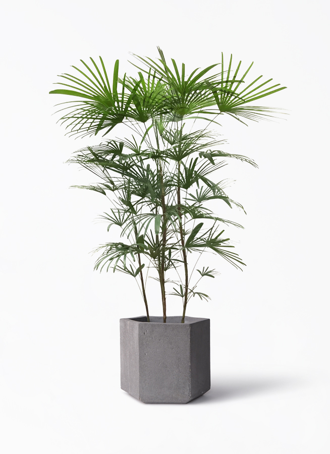 ウンナンシュロチク | 観葉植物通販HitoHana(ひとはな)