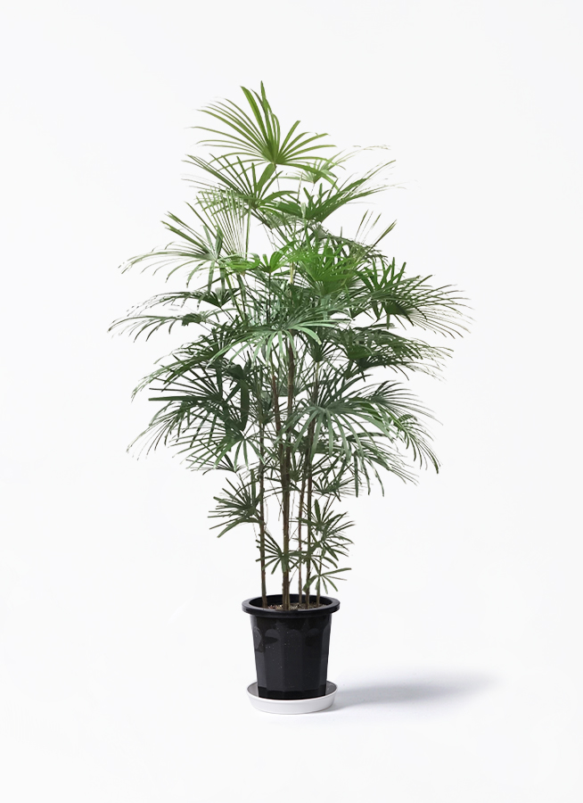 観葉植物 ウンナンシュロチク 10号 プラスチック鉢 | 観葉植物