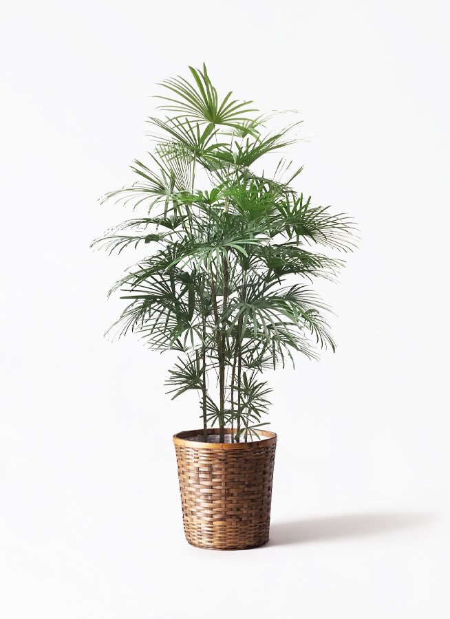 観葉植物 ウンナンシュロチク 10号 竹バスケット 付き | 観葉