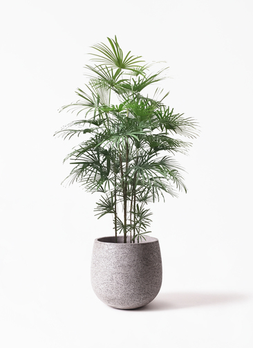 シュロチク 棕櫚竹 10号 法人・お店宛送料無料 観葉植物 10号鉢 大鉢 大型 大きい 尺鉢 : shuro10 : 観葉植物専門店the  green - 通販 - Yahoo!ショッピング