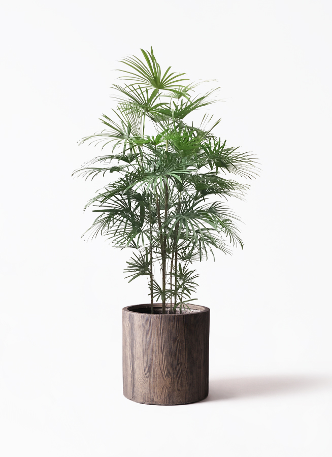 No.71 シュロチク　棕櫚竹　H95 観葉植物 ウンナンシュロチク 10号 竹バスケット 付き | 観葉