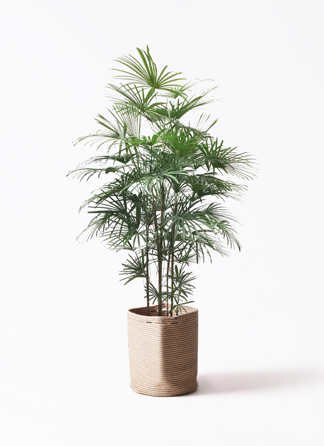 観葉植物 ウンナンシュロチク 10号 プラスチック鉢 | 観葉植物