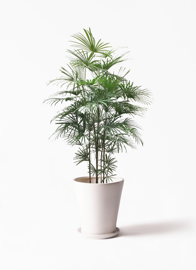 観葉植物 ウンナンシュロチク 10号 サブリナ 白 付き 観葉植物ならhitohana ひとはな