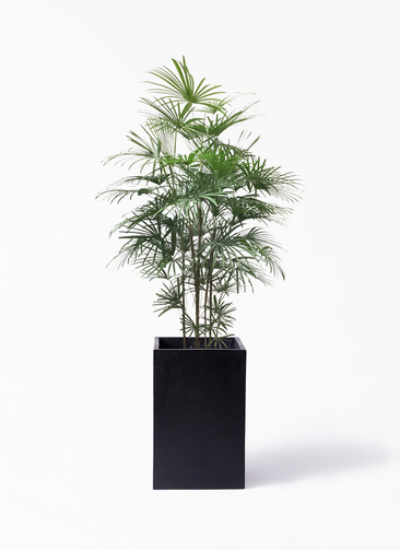 観葉植物 ウンナンシュロチク 10号 セドナロング 墨 付き | 観葉植物