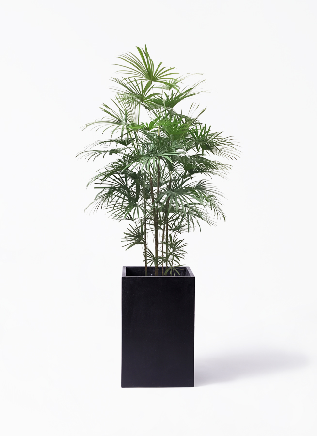 No.73 シュロチク　棕櫚竹　H100 No.73 シュロチク 棕櫚竹 H100 - メルカリ